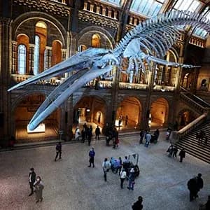 Natural History Museum