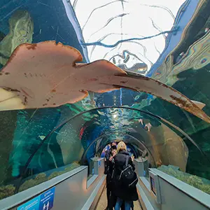 Oceanarium