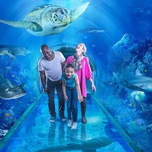National SEA LIFE Centre Birmingham 
