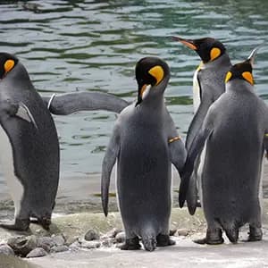 Edinburgh Zoo