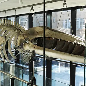 Museum for Zoology