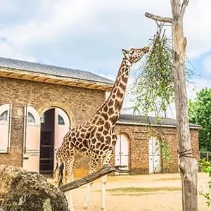 ZSL London Zoo
